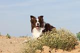 BORDER COLLIE 389